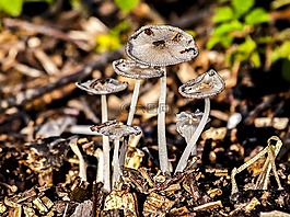 蘑菇,森林,秋季
