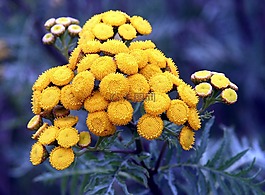 鮮花,黃色,tanésie