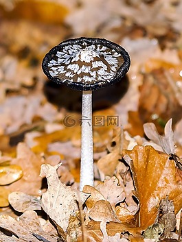 蘑菇,森林,秋季