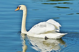 天鵝,鳥,水禽