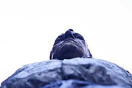 雕像,男子,紀(jì)念碑