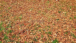秋天的落叶,草,秋季