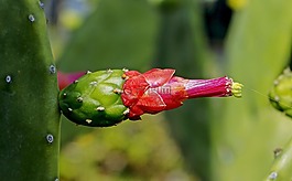 consolea念珠,仙人掌,花