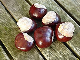 板栗,收集,秋季