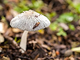 蘑菇,森林,秋季