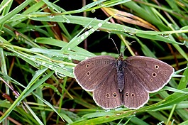 蝴蝶,煙囪掃描,satyrinae