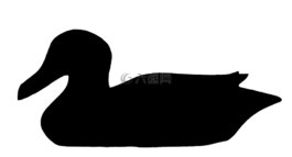 鴨,水禽,剪影