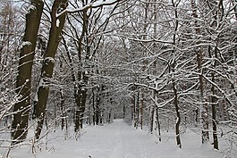 森林,冬天,雪