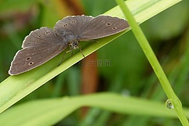 蝴蝶,煙囪掃描,satyrinae