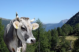 牛,動物,蒂羅爾