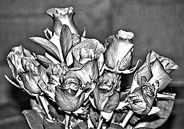 銀玫瑰,常年,薔薇科