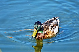 鴨,水禽,鳥