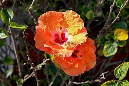 芙蓉,鮮花,橙色