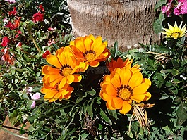 鮮花,黃色,花園