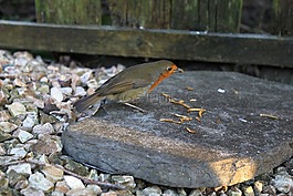 鳥(niǎo),知更鳥(niǎo),redbreast