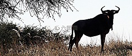 gnu,卡拉哈里,納米比亞