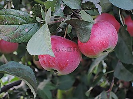 夏季,收获,苹果