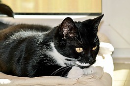 猫好玩的心情,黑白猫,在潜伏