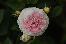 性质,鲜花,félicité帕门蒂尔