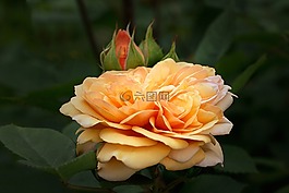 性質(zhì),鮮花,玫瑰花園