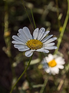 雛菊,鮮花,白