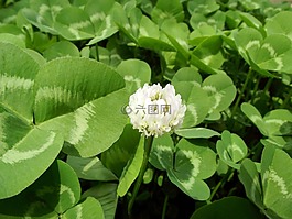 三葉草,植物,綠色