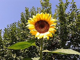 太陽花,花,性質(zhì)