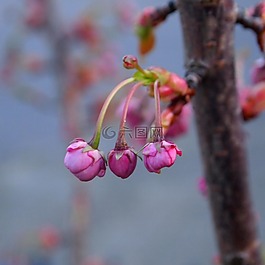 開花,花卉,小