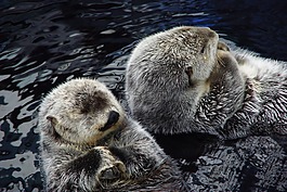動物,該僧海豹,水族館