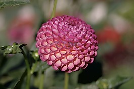 大麗花,花,粉色