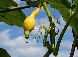葫蘆,蔬菜,黃色