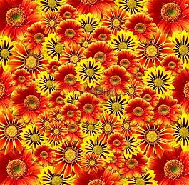 鮮花,橙,開花