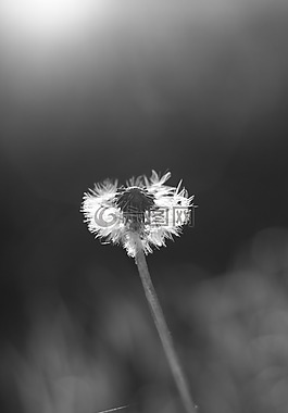 花,蒲公英,黑與白