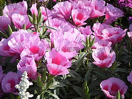 粉红色,杜鹃花,爵