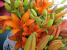 橙色,百合花,鮮花