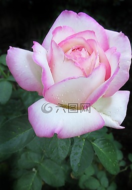 花,植物區(qū)系,自然