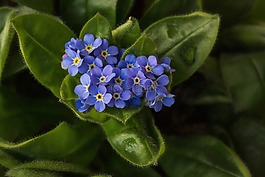 性质,鲜花,浪漫