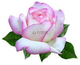 玫瑰,花,花園
