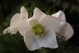 性质,鲜花,基督教玫瑰