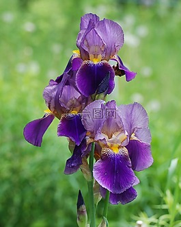 鳶尾花,花,花園