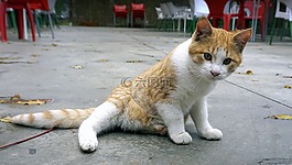 貓,弗利納,動物
