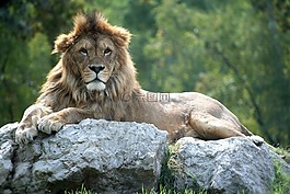 利奧,動物醫(yī)院,動物世界