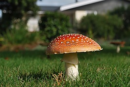 毒菌,真菌,菌類