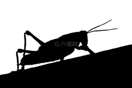 蚱蜢,動(dòng)物,剪影