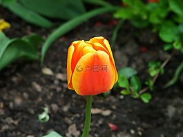 春天,花卉,春天的花朵