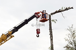 鋸切,樹,樺木