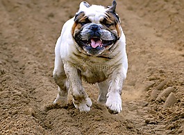 英國斗牛犬,寵物,狗