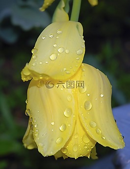 郁金香,花,春