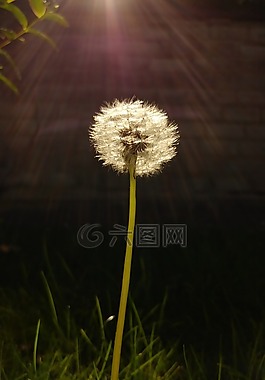 蒲公英,花,夏季