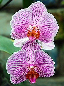 蘭花,花,開(kāi)花